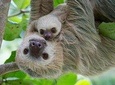 Sloths Lovers Tour Shore Excursions from Puerto Limon