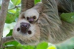 Sloths Lovers Tour Shore Excursions from Puerto Limon