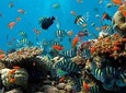 Deep Blue Water Sport Experiences