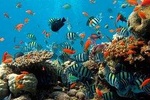 Deep Blue Water Sport Experiences