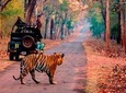 One-Way Transfer Optional Jaipur-Ranthambore NP & Ranthambore NP-Jaipur Trip 