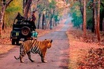 One-Way Transfer Optional Jaipur-Ranthambore NP & Ranthambore NP-Jaipur Trip 