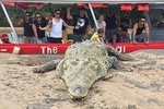VIP Private Tour: Crocodile Safari Expedition & Carara National Park Nature Walk