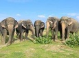 Private AC Transfer Trip To Wildlife SOS (Optional Elephant / Bear Centre Trip)