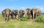Private AC Transfer Trip To Wildlife SOS (Optional Elephant / Bear Centre Trip)