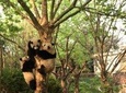 Chengdu Panda Tour with Flexible Afternoon Sightseeing