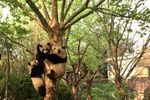 Chengdu Panda Tour with Flexible Afternoon Sightseeing
