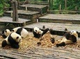 Chengdu Panda Base Tour and More As Your Wish
