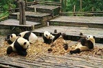 Chengdu Panda Base Tour and More As Your Wish