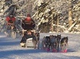 Dog Sledding and Mushing Experience