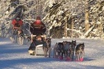 Dog Sledding and Mushing Experience