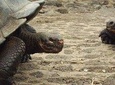 7 Day Galapagos Island Hopping Budget