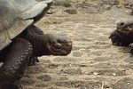 7 Day Galapagos Island Hopping Budget