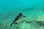 Full-Day Pinzon Island Snorkling, Fishing and La Fe Excursion Including Lunch