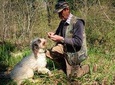 Private Truffle hunt in Tuscany from Florence