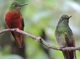 2-Days Private Quito Birdwatching Tour