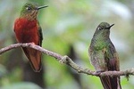 2-Days Private Quito Birdwatching Tour