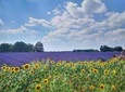 Arles Small groupe tour : Private Day Trip to Luberon Villages