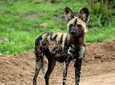 Kruger National Park - 3 Days (Open Vehicle) - Rondawels