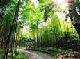 Half-Day Hangzhou Yunxi Bamboo Forest and Tea Plantation Experience