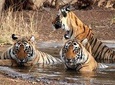 Ranthambore National Park 6 Hours Jeep Safari Admission, Sawai Madhopur