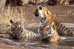 Ranthambore National Park 6 Hours Jeep Safari Admission, Sawai Madhopur