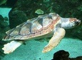 SCUBA DIVING