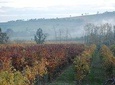 From Parma: Private Wine tour with tasting