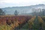 From Parma: Private Wine tour with tasting