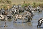 4 Days Northern Tanzania Wildlife Safari