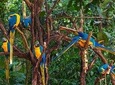 Iguassu Bird Park - Tickets Included