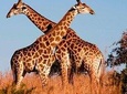 Private 7 Days Best of Kenya Wildlife Safari 