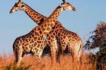 Private 7 Days Best of Kenya Wildlife Safari 