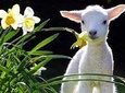 Lyttelton Cruise Excursions: Christchurch Sightseeing with Sheep Farm