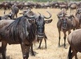 5 Days Northern Tanzania Outstanding Budget Camping Safari