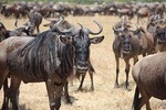 5 Days Northern Tanzania Outstanding Budget Camping Safari