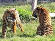 4-Day Ranthambore Tiger Tour from Delhi, Jaipur, Agra with 5 star hotel