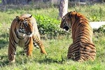 4-Day Ranthambore Tiger Tour from Delhi, Jaipur, Agra with 5 star hotel