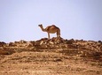  Negev Mountains Private Tour from Tel Aviv