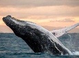 Whale Watch, Dolphins, Turtles and Sightseeing Cruise (winter only)