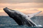 Whale Watch, Dolphins, Turtles and Sightseeing Cruise (winter only)