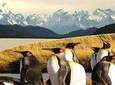 Torres del Paine & Tierra del Fuego ( king penguis)