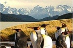 Torres del Paine & Tierra del Fuego ( king penguis)