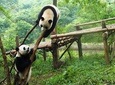 Full day tour to Panda Centre and JinSha Museum