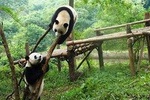 Full day tour to Panda Centre and JinSha Museum