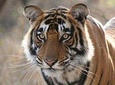 3-Day Ranthambhore Tiger Tour from Jaipur to Taj Mahal Agra ending in Delhi