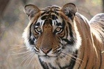 3-Day Ranthambhore Tiger Tour from Jaipur to Taj Mahal Agra ending in Delhi