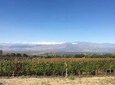 Exclusive day-long private tour of Cafayate vineyards