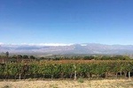 Exclusive day-long private tour of Cafayate vineyards