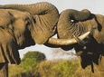 Wildlife Safari in the Garden Route